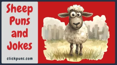 Sheep Puns